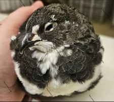 Quail coturnix black for sale  UK
