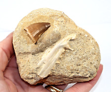 Mosasaur fossil tooth for sale  BECCLES