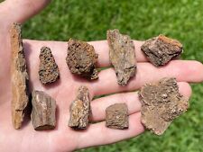 Hell creek fossil for sale  Coppell
