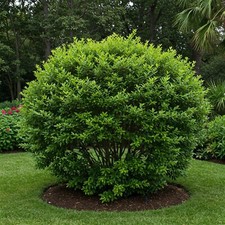Clusia guttifera bush for sale  Miami