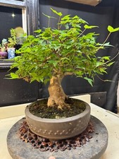 Tridents maple. evergreen for sale  Houston