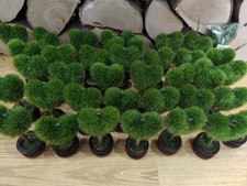 Heart shape tree for sale  CROYDON