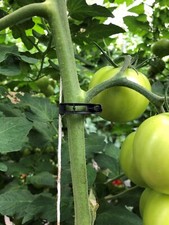 250 black tomato for sale  Millersville