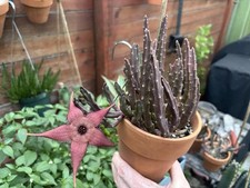 Blooming cactus stapelia for sale  San Antonio