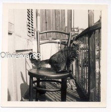 Usado, Foto vintage década de 1960 - gato bonito sentado em uma cadeira em uma varanda comprar usado  Enviando para Brazil