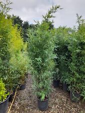 Phyllostachys nigra bamboo for sale  EGHAM