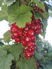 Pianta ribes rosso usato  Putignano