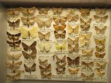 Box specimen british for sale  WIGTON