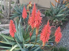 Aloe arborescens red for sale  Woodland