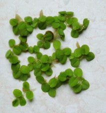 20x salvinia natans gebraucht kaufen  Stützengrün