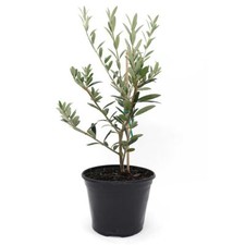 Live arbequina olive for sale  Lawtey