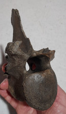 Large bison lumbar for sale  USA