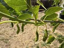 Pakistan white mulberry for sale  San Jose