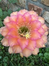 Ibrido trichocereus ka2019.58. usato  Spedire a Italy