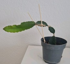 Pitahaya drachenfrucht kaktus gebraucht kaufen  Warendorf