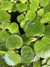 Frogbit native hydrocharis for sale  BUCKINGHAM