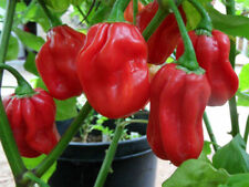 Habanero red semi usato  Italia
