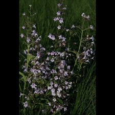 Calamintha nepeta blue gebraucht kaufen  Deutschland