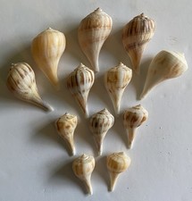 Beautiful pear whelk for sale  Sycamore