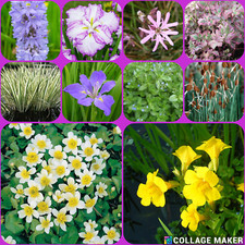 Pond plants multi for sale  UK
