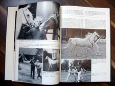 1978 vollblut araber gebraucht kaufen  Duisburg
