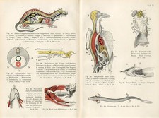 1897 ANIMAL ANATOMY COBRA VENENOSA LÚCIO RATO POMBO PROTEUS OLM impressão litográfica comprar usado  Enviando para Brazil