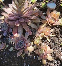 Sempervivum tectorum hen for sale  Middletown