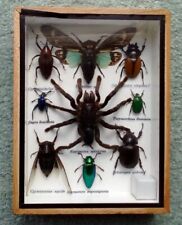 Framed real bugs for sale  STAFFORD