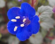 SEMENTES DE FLORES BLUEBELL CALIFORNIA FRETE GRÁTIS 50 SEMENTES FRESCAS SINO AZUL, usado comprar usado  Enviando para Brazil