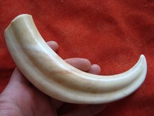 Dents phacochére manche d'occasion  Thouars