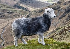 Adorable herdwick sheep for sale  SELBY