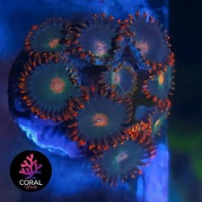 Gatarades zoa frag for sale  STOCKPORT