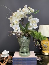 Traditional korean orchid for sale  BIRMINGHAM