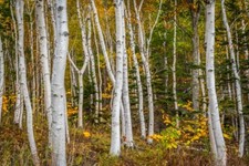 Canoe white birch for sale  De Pere