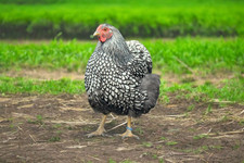œufs fécondés wyandotte d'occasion  Ancy-le-Franc