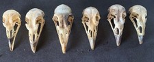 Taxidermy skulls 6 for sale  LITTLEHAMPTON