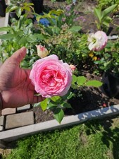 Eden rose rosa for sale  LEICESTER