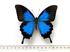 Papilio ulysses aufgespannter gebraucht kaufen  Ludwigsburg