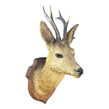 Taxidermy deer head for sale  LEYLAND