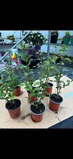 Green privet garden for sale  CRAIGAVON