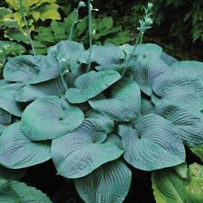 Hosta humpback whale for sale  New Castle