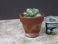 Agave isthmensis ohi for sale  Saint Cloud