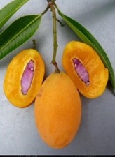 Bouea macrophylla maprang for sale  Saint Petersburg