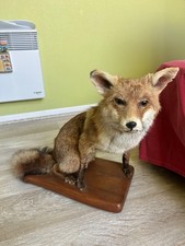 Renard empaillé socle d'occasion  Caudan