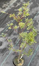 Acer palmatum ukigumo for sale  Mount Pleasant