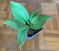 Graines hosta d'occasion  Colombes