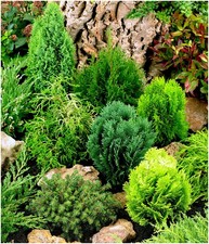 Dwarf conifer collection for sale Dwarf conifer collection for sale  PRESTON