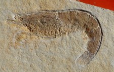 Crevette fossile jurassique d'occasion Crevette fossile jurassique d'occasion  Cuxac-d'Aude