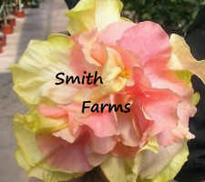 Seeds double pink for sale  Spring City