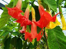 Brugmansia superspot d'occasion  Villemandeur